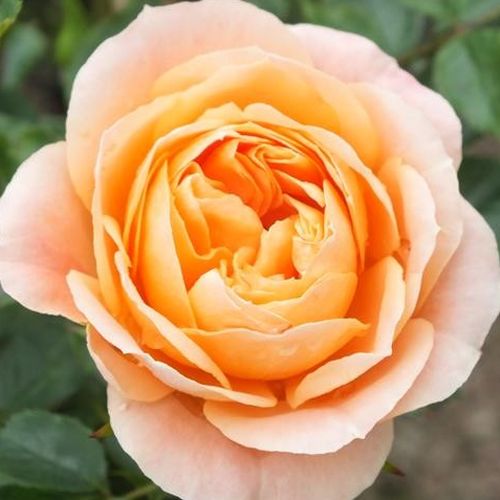 Narancssárga - Rózsa - Sweet Dream® - Online rózsa vásárlás